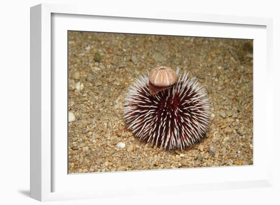 Violet Sea Urchin Living Animal and its Test or Shell on its Top (Sphaerechinus Granularis)-Reinhard Dirscherl-Framed Photographic Print