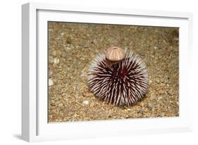 Violet Sea Urchin Living Animal and its Test or Shell on its Top (Sphaerechinus Granularis)-Reinhard Dirscherl-Framed Photographic Print