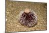 Violet Sea Urchin Living Animal and its Test or Shell on its Top (Sphaerechinus Granularis)-Reinhard Dirscherl-Mounted Photographic Print