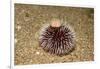 Violet Sea Urchin Living Animal and its Test or Shell on its Top (Sphaerechinus Granularis)-Reinhard Dirscherl-Framed Photographic Print