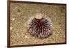 Violet Sea Urchin Living Animal and its Test or Shell on its Top (Sphaerechinus Granularis)-Reinhard Dirscherl-Framed Photographic Print