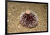 Violet Sea Urchin Living Animal and its Test or Shell on its Top (Sphaerechinus Granularis)-Reinhard Dirscherl-Framed Photographic Print