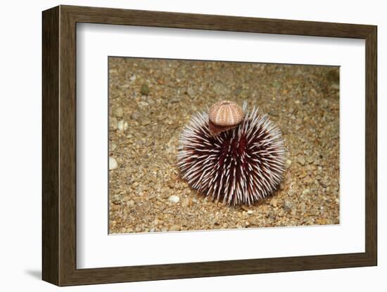 Violet Sea Urchin Living Animal and its Test or Shell on its Top (Sphaerechinus Granularis)-Reinhard Dirscherl-Framed Photographic Print