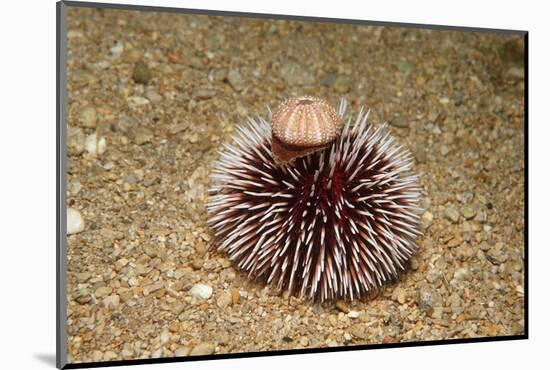 Violet Sea Urchin Living Animal and its Test or Shell on its Top (Sphaerechinus Granularis)-Reinhard Dirscherl-Mounted Photographic Print