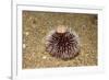 Violet Sea Urchin Living Animal and its Test or Shell on its Top (Sphaerechinus Granularis)-Reinhard Dirscherl-Framed Photographic Print