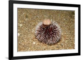 Violet Sea Urchin Living Animal and its Test or Shell on its Top (Sphaerechinus Granularis)-Reinhard Dirscherl-Framed Photographic Print