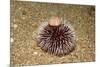 Violet Sea Urchin Living Animal and its Test or Shell on its Top (Sphaerechinus Granularis)-Reinhard Dirscherl-Mounted Photographic Print