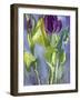 Violet Spring Flowers II-Erin McGee Ferrell-Framed Art Print