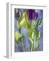 Violet Spring Flowers II-Erin McGee Ferrell-Framed Art Print