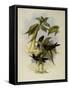 Violet Star-Frontlet, Heliotrypha Viola-John Gould-Framed Stretched Canvas