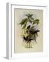 Violet Star-Frontlet, Heliotrypha Viola-John Gould-Framed Giclee Print