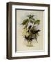 Violet Star-Frontlet, Heliotrypha Viola-John Gould-Framed Giclee Print