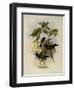 Violet Star-Frontlet, Heliotrypha Viola-John Gould-Framed Giclee Print