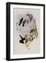 Violet-Tail, Metallura Smaragdinicollis-John Gould-Framed Giclee Print