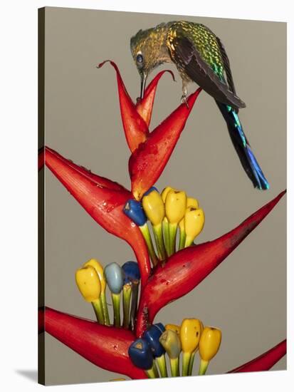 Violet-tailed sylph, Ecuador-Art Wolfe Wolfe-Stretched Canvas