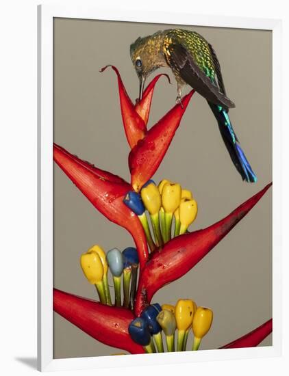 Violet-tailed sylph, Ecuador-Art Wolfe Wolfe-Framed Photographic Print