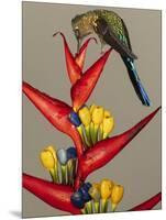 Violet-tailed sylph, Ecuador-Art Wolfe Wolfe-Mounted Photographic Print