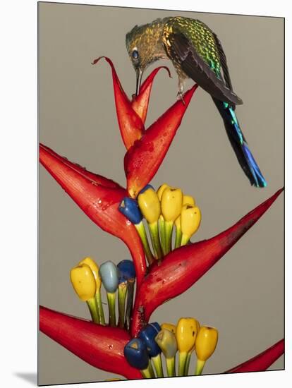 Violet-tailed sylph, Ecuador-Art Wolfe Wolfe-Mounted Photographic Print