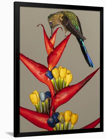 Violet-tailed sylph, Ecuador-Art Wolfe Wolfe-Framed Photographic Print