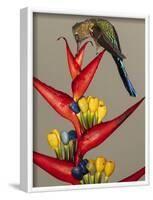 Violet-tailed sylph, Ecuador-Art Wolfe Wolfe-Framed Photographic Print