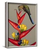 Violet-tailed sylph, Ecuador-Art Wolfe Wolfe-Framed Photographic Print