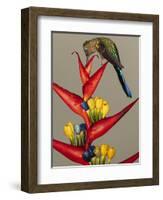 Violet-tailed sylph, Ecuador-Art Wolfe Wolfe-Framed Photographic Print