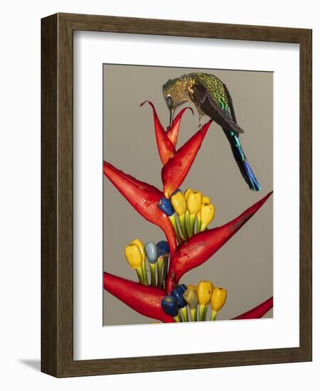 Violet-tailed sylph, Ecuador-Art Wolfe Wolfe-Framed Photographic Print