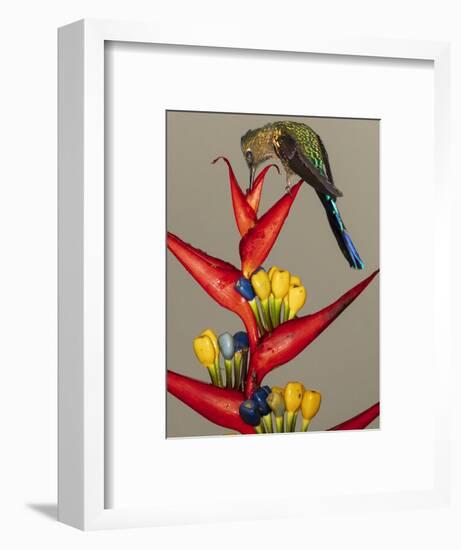 Violet-tailed sylph, Ecuador-Art Wolfe Wolfe-Framed Photographic Print