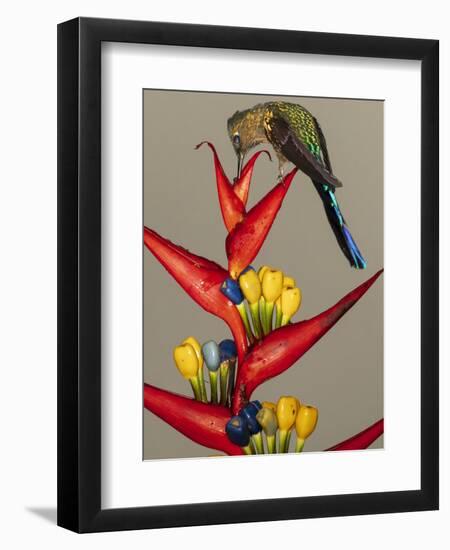 Violet-tailed sylph, Ecuador-Art Wolfe Wolfe-Framed Photographic Print