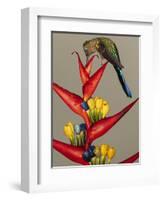 Violet-tailed sylph, Ecuador-Art Wolfe Wolfe-Framed Photographic Print