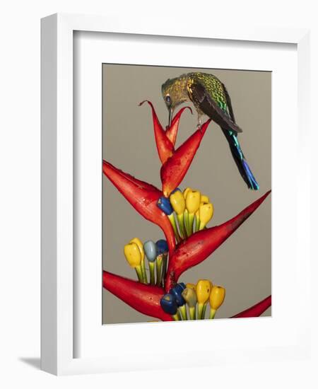 Violet-tailed sylph, Ecuador-Art Wolfe Wolfe-Framed Photographic Print