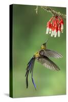 Violet-Tailed Sylph Hummingbird (Aglaiocercus Coelestis) Hummingbird Adult Male-Melvin Grey-Stretched Canvas