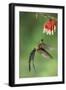 Violet-Tailed Sylph Hummingbird (Aglaiocercus Coelestis) Hummingbird Adult Male-Melvin Grey-Framed Photographic Print