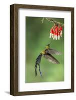 Violet-Tailed Sylph Hummingbird (Aglaiocercus Coelestis) Hummingbird Adult Male-Melvin Grey-Framed Photographic Print