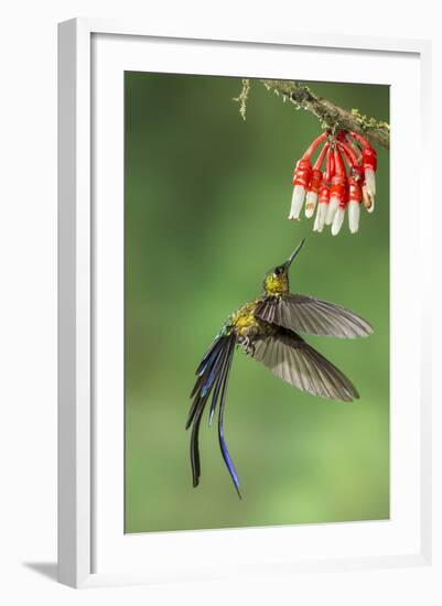 Violet-Tailed Sylph Hummingbird (Aglaiocercus Coelestis) Hummingbird Adult Male-Melvin Grey-Framed Photographic Print