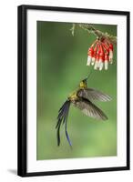 Violet-Tailed Sylph Hummingbird (Aglaiocercus Coelestis) Hummingbird Adult Male-Melvin Grey-Framed Photographic Print