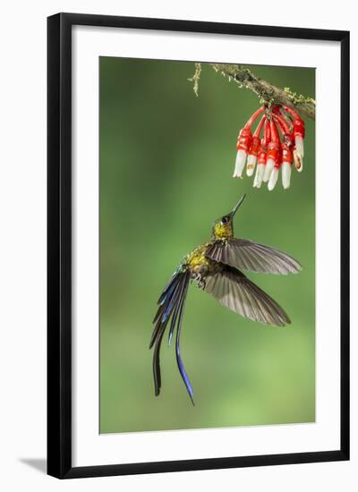 Violet-Tailed Sylph Hummingbird (Aglaiocercus Coelestis) Hummingbird Adult Male-Melvin Grey-Framed Photographic Print