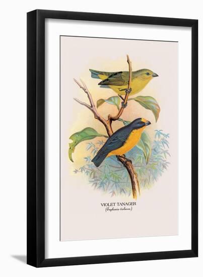 Violet Tanager-Arthur G. Butler-Framed Art Print