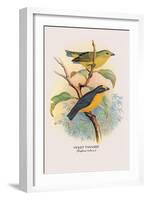 Violet Tanager-Arthur G. Butler-Framed Art Print