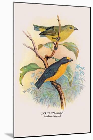 Violet Tanager-Arthur G. Butler-Mounted Art Print