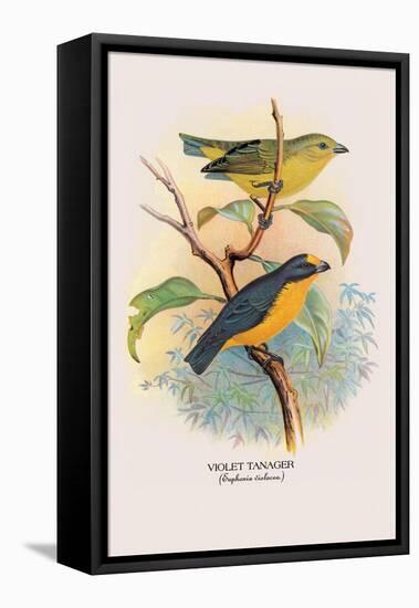 Violet Tanager-Arthur G. Butler-Framed Stretched Canvas