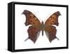 Violet Tip Butterfly (Polygonia Interrogationis), Question-Mark Butterfly, Insects-Encyclopaedia Britannica-Framed Stretched Canvas