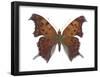 Violet Tip Butterfly (Polygonia Interrogationis), Question-Mark Butterfly, Insects-Encyclopaedia Britannica-Framed Poster