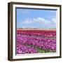 Violet Tulip Fields-Cora Niele-Framed Giclee Print