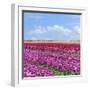 Violet Tulip Fields-Cora Niele-Framed Giclee Print