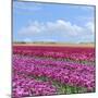 Violet Tulip Fields-Cora Niele-Mounted Giclee Print
