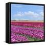 Violet Tulip Fields-Cora Niele-Framed Stretched Canvas