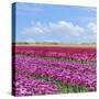 Violet Tulip Fields-Cora Niele-Stretched Canvas