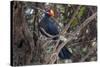 Violet turaco perched on branch, Brufut Forest, The Gambia-Bernard Castelein-Stretched Canvas