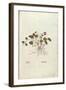 Violet (Viola Odorata) by Leonhart Fuchs from De Historia Stirpium Commentarii Insignes (Notable Co-null-Framed Giclee Print